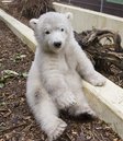 A photo released by the 'Tiergarten 
Nuernberg' zoo in Nuremberg on Friday, April 4, 2008 shows polar bear 
cub Flocke relaxing after playing in her enclosure. (AP Photo/Tiergarten
 Nuernberg, Ralf Schedlbauer) 