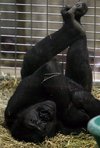 Kwame, an eight-year-old western lowland gorilla, rests in the 
indoor exhibit at the Smithsonian's National Zoo in Washington on 
Tuesday, April 1, 2008. Kwame is taking part in a program studying heart
 disease in great apes. (AP Photo/Jacquelyn Martin)
