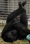 Kwame, an eight-year-old western lowland gorilla, rests in the 
indoor exhibit at the Smithsonian's National Zoo in Washington on 
Tuesday, April 1, 2008. Kwame is taking part in a program studying heart
 disease in great apes. (AP Photo/Jacquelyn Martin)