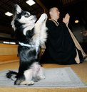 Conan (L) the Chihuahua, joins Buddhist priest 
Joei Yoshikuni (R) in prayer at Jigenin temple in Naha, Okinawa(AFP/Toru
 Yamanaka)
